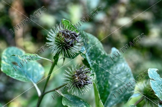 prickly plant