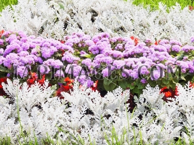 flowerspattern3683