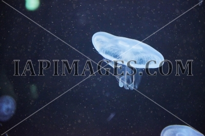 jellyfish856