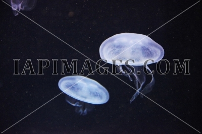 jellyfish857