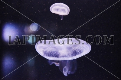 jellyfish858