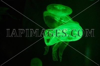jellyfish860