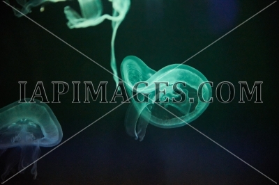 jellyfish861