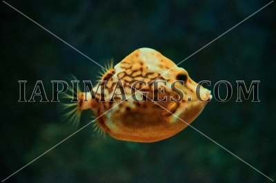 seafish8