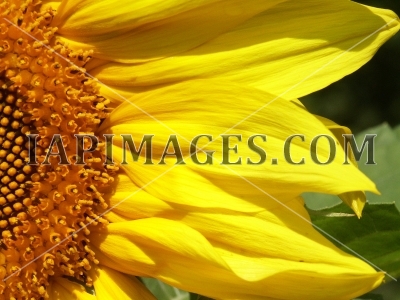 Sunny flower