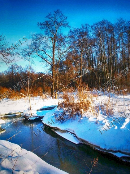 winter nature